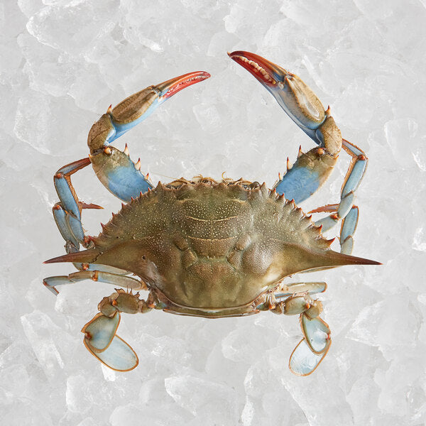 Live Gulf Coast Blue Crab #2 (average 7oz each - 1  Dozen)