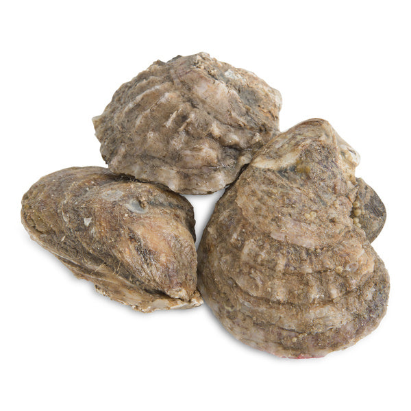 Live Fresh Gulf Oysters (100 count case)