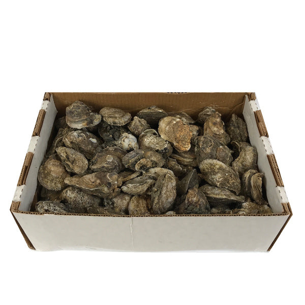 Live Fresh Gulf Oysters (100 count case)